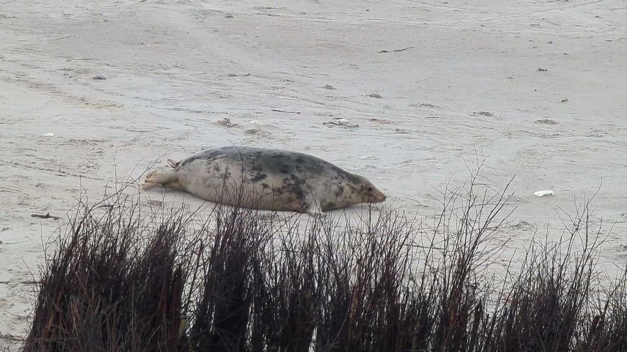 Geburt einer Kegelrobbe am 10.12.2023 auf der Düne Helgoland / Grey Seal gives birth / Schlüpfung