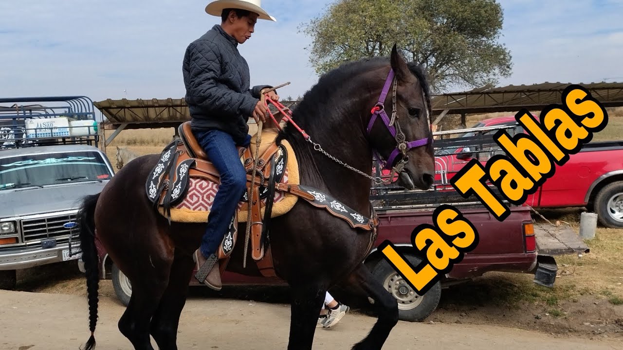 Caballos en Rancho las tablas // días martes 