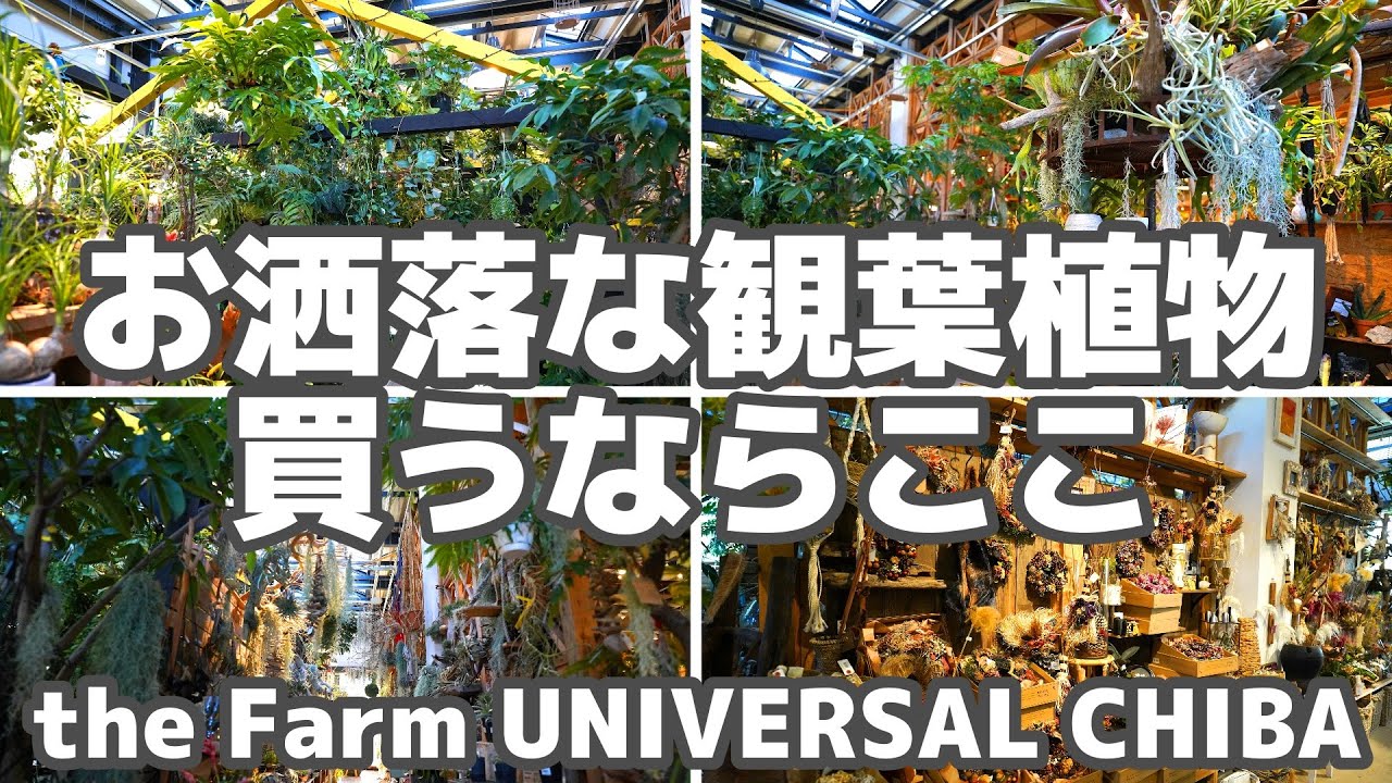 インテリアの参考になるオシャレな観葉植物ショップ【the Farm UNIVERSAL CHIBA】