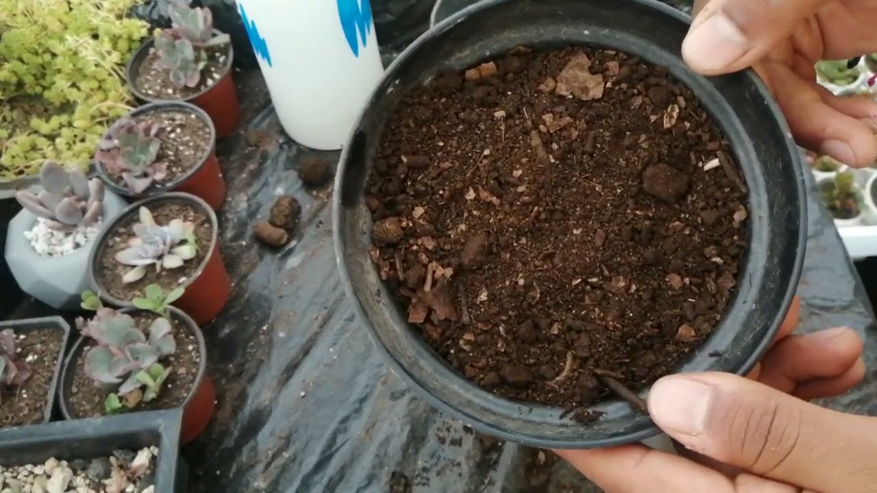 Aprende a Germinar Semillas de Amapolas en 4 pasos (cualquier semilla pequeña)