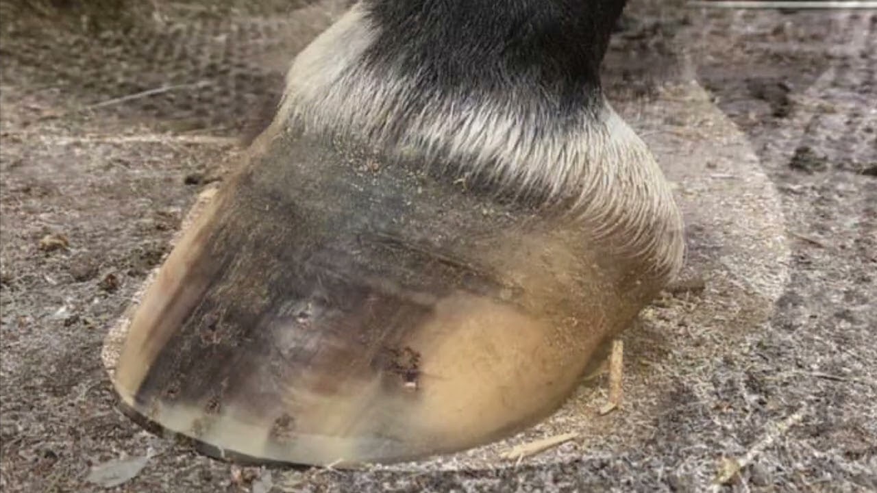Stifle Lameness