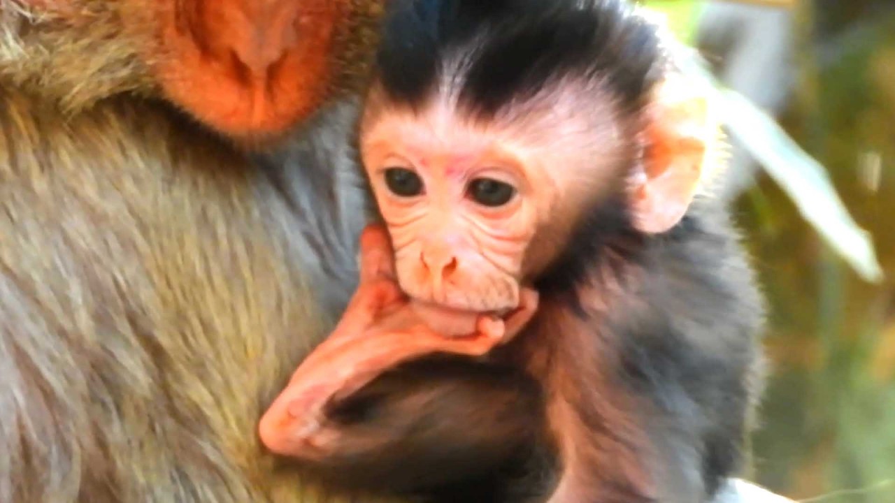 Lovely Gorgeous cute baby, Sterling Moves Gently Before Turning to Mama Scarlet