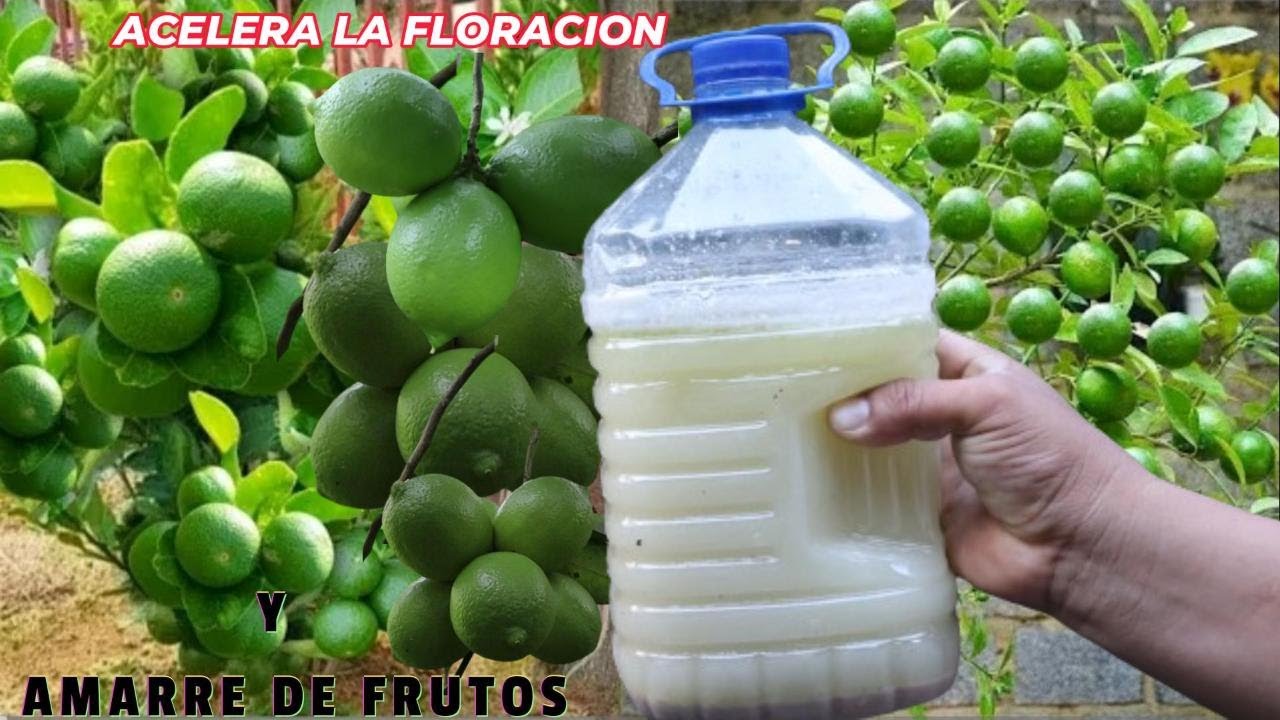 Acelara La FLORACIÓN de tus Árboles Frutales ( Fertilizante Orgánico Foliar)