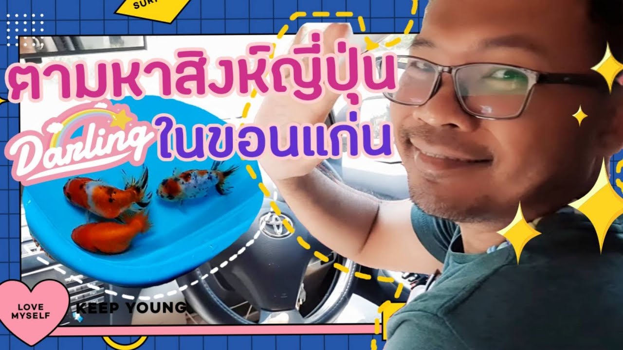 ตามหาปลาทองสิงห์ญี่ปุ่น ปลาทองสิงห์5สี ในขอนแก่น เจ้าของฟาร์มใจดี ให้น้องปลาทองสวยๆ 3 ตัว น่ารักมากๆ