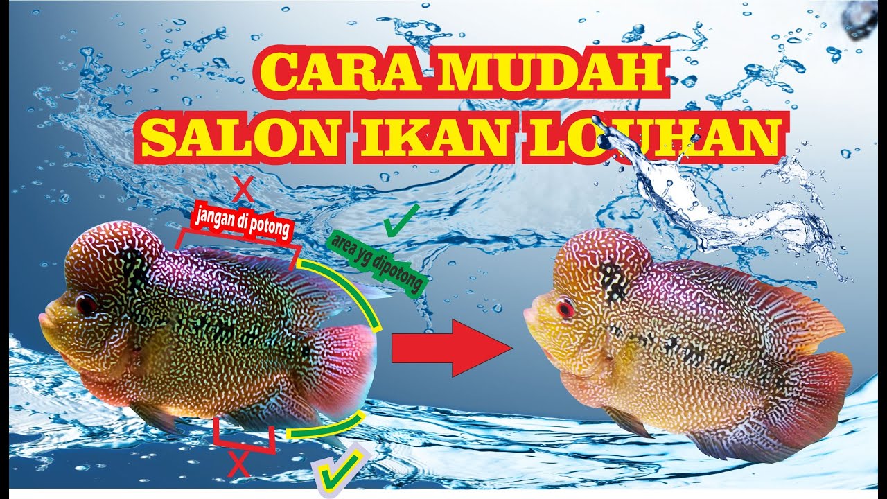 CARA SALON IKAN LOUHAN || flowerhorn trim fin
