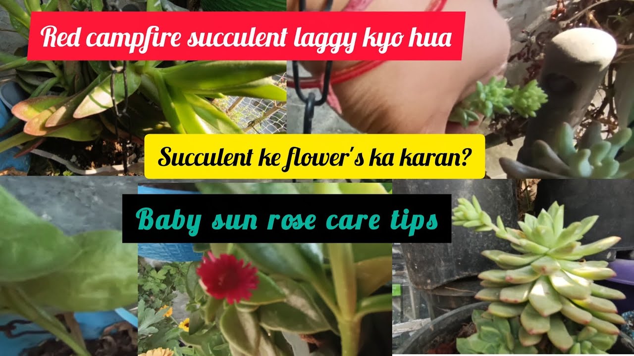 Succulent care tips #succulent #succulentcare #succulentgarden #gardenplant #trending #plants #yt