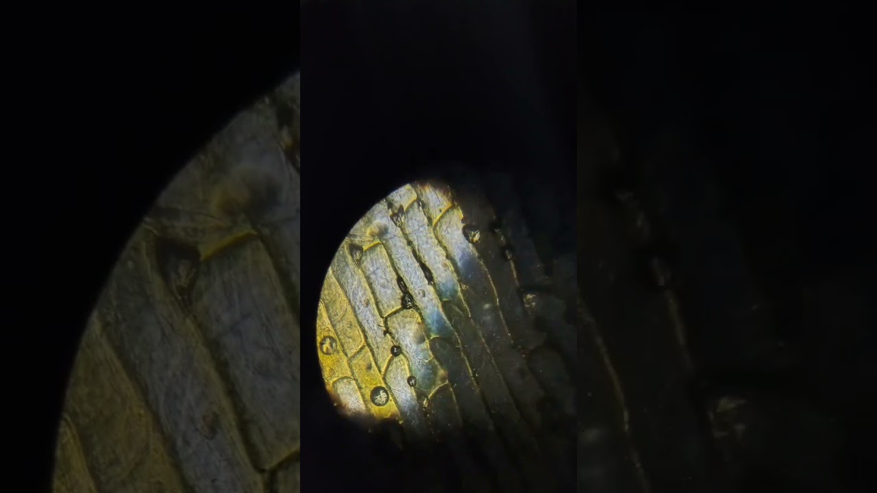 how to use a microscopeto see bacteria? 