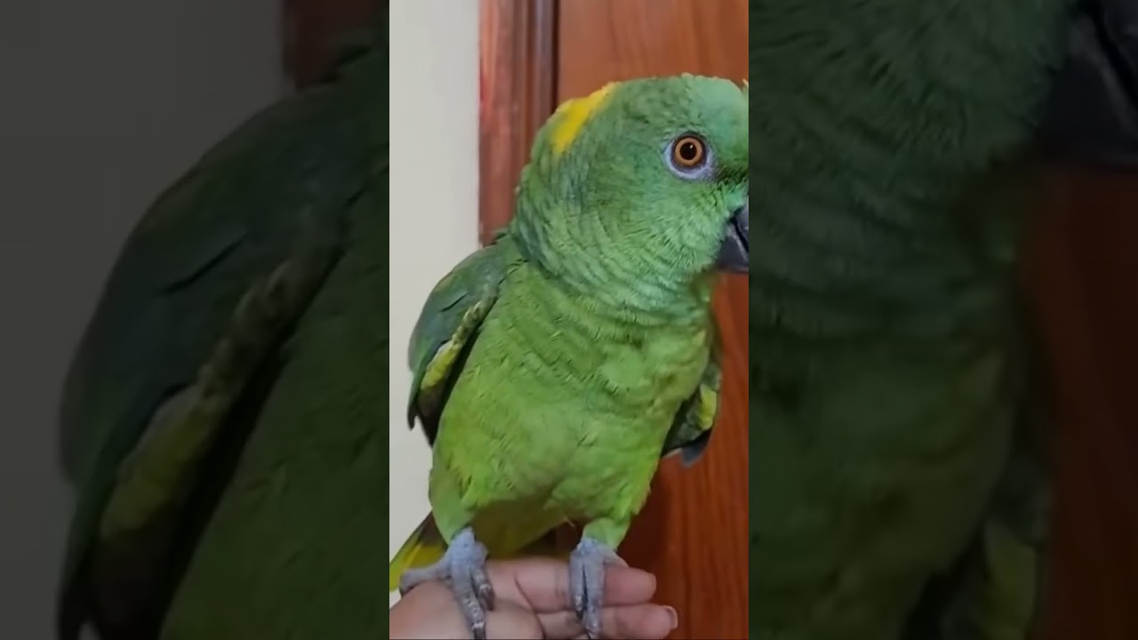 Cotorra cantando la puerta negra ☺️