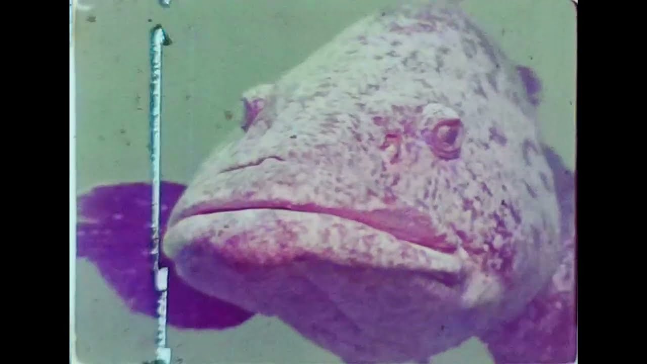 Jaques Cousteau - Jojo le M&eacute;rou (The grouper)