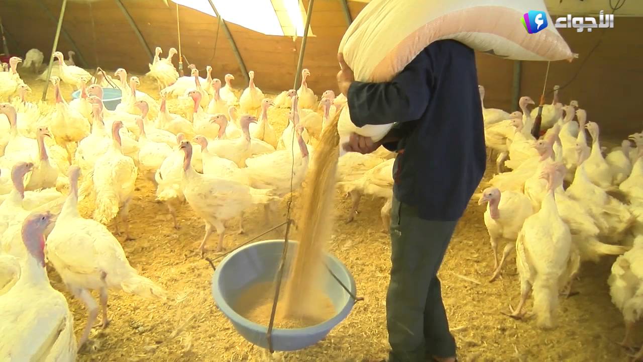 روبورتاج - تربية الدواجن بين المغامرة ... وحب المهنة