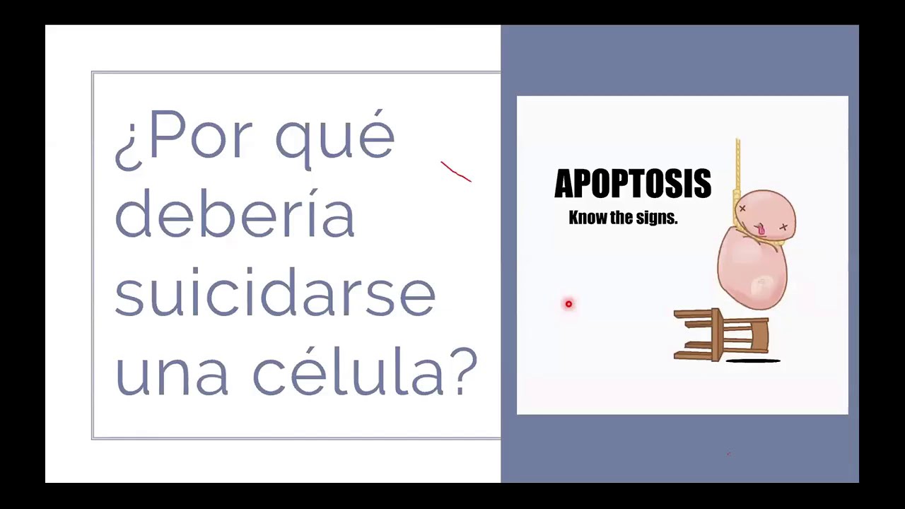 Muerte celular... no temas es mucho m&aacute;s importante de lo que crees