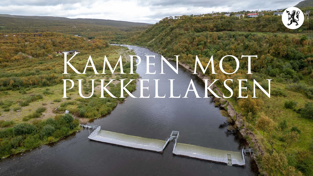 Kampen mot pukkellaksen