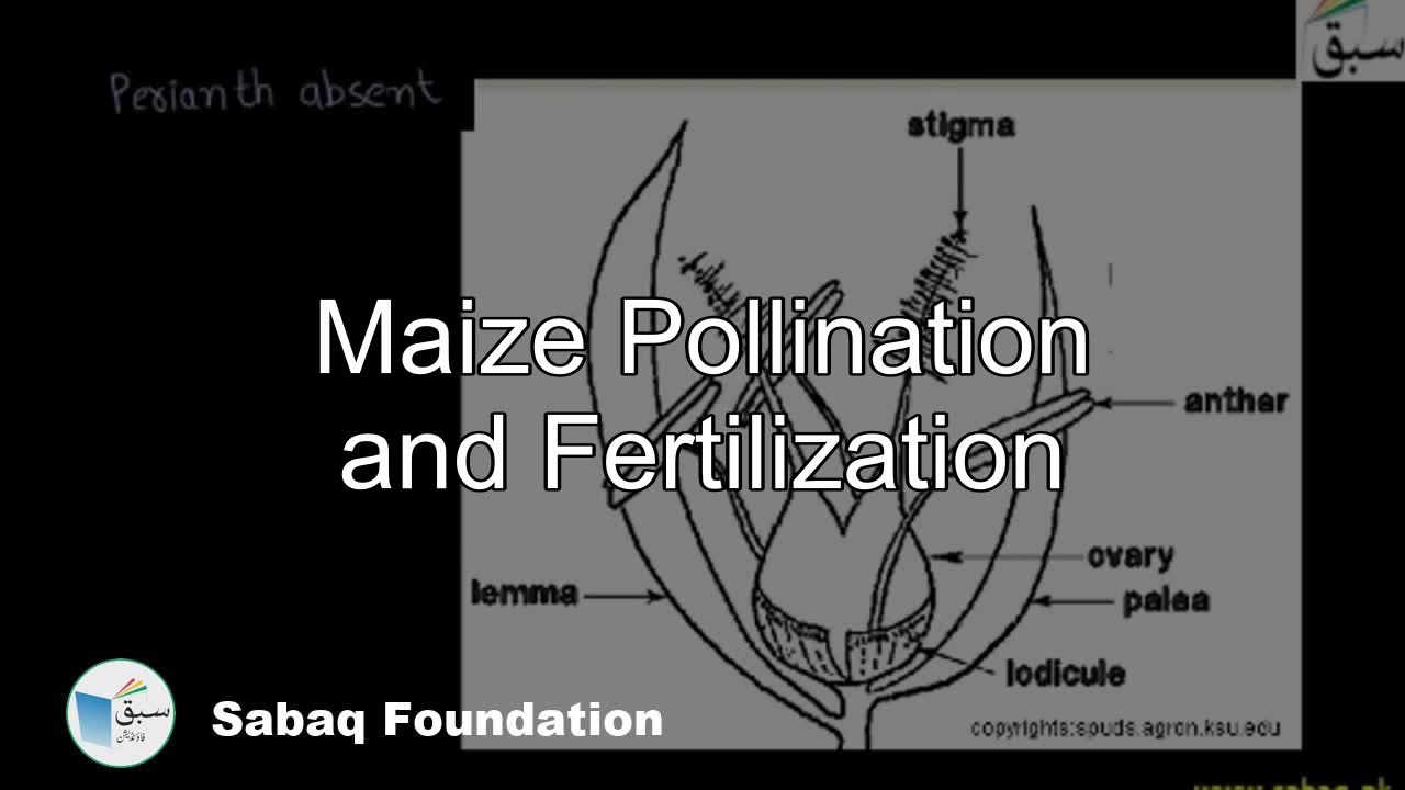 Maize, Pollination and Fertilization, Biology Lecture | Sabaq.pk
