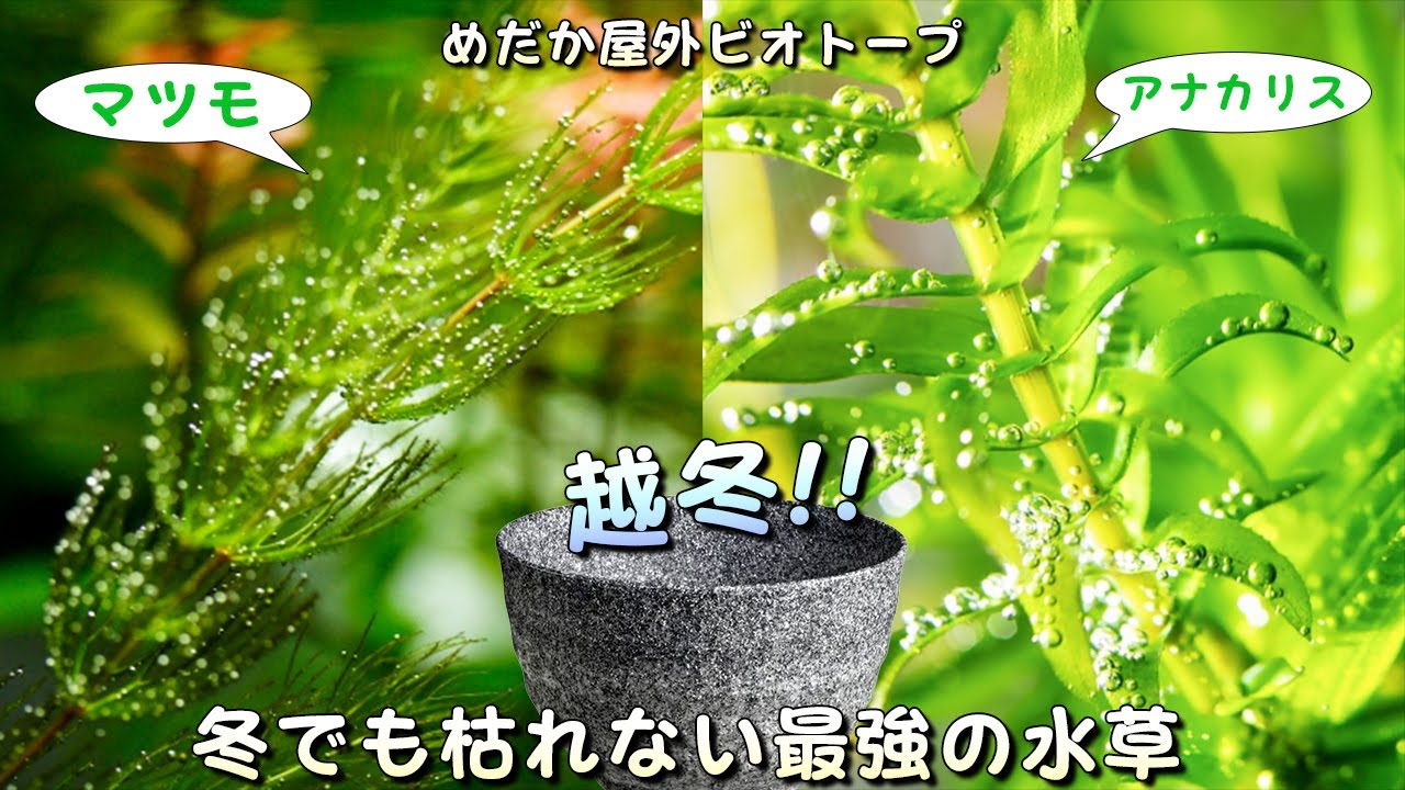 【メダカ屋外ビオトープ】冬の極寒地獄でも枯れない越冬（冬眠）に適した最強の水草2選【初心者必見】
