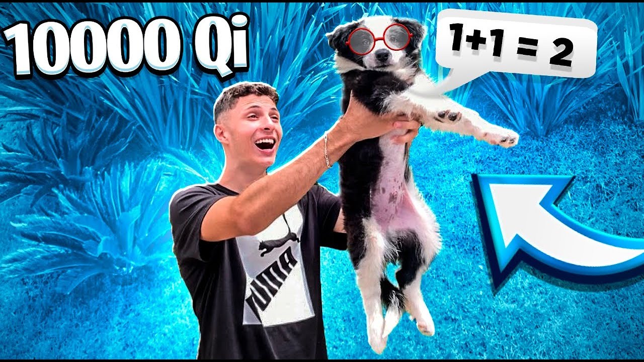 GANHEI O CACHORRO MAIS INTELIGENTE DO MUNDO | O MUNDO DE SIMBA #1