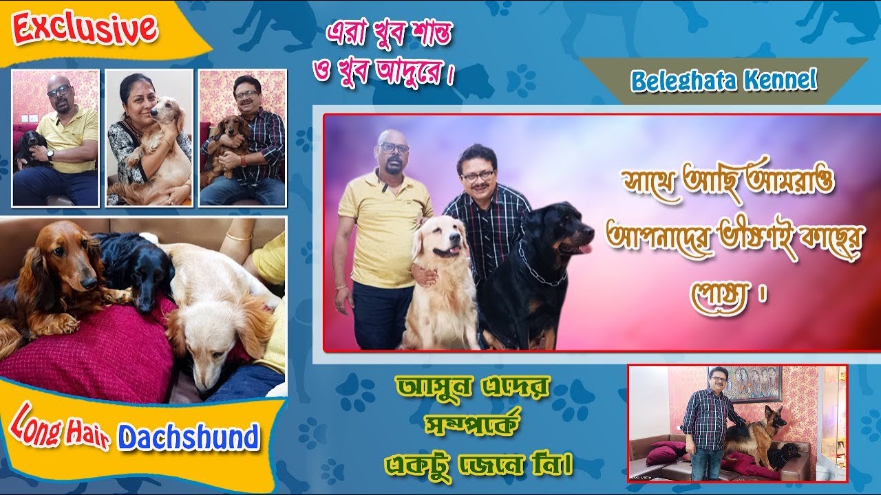 Rottweiler Dachshund & Golden retriever kennel🤗best dog kennel in kolkata🤗 dog kennel in india🤗