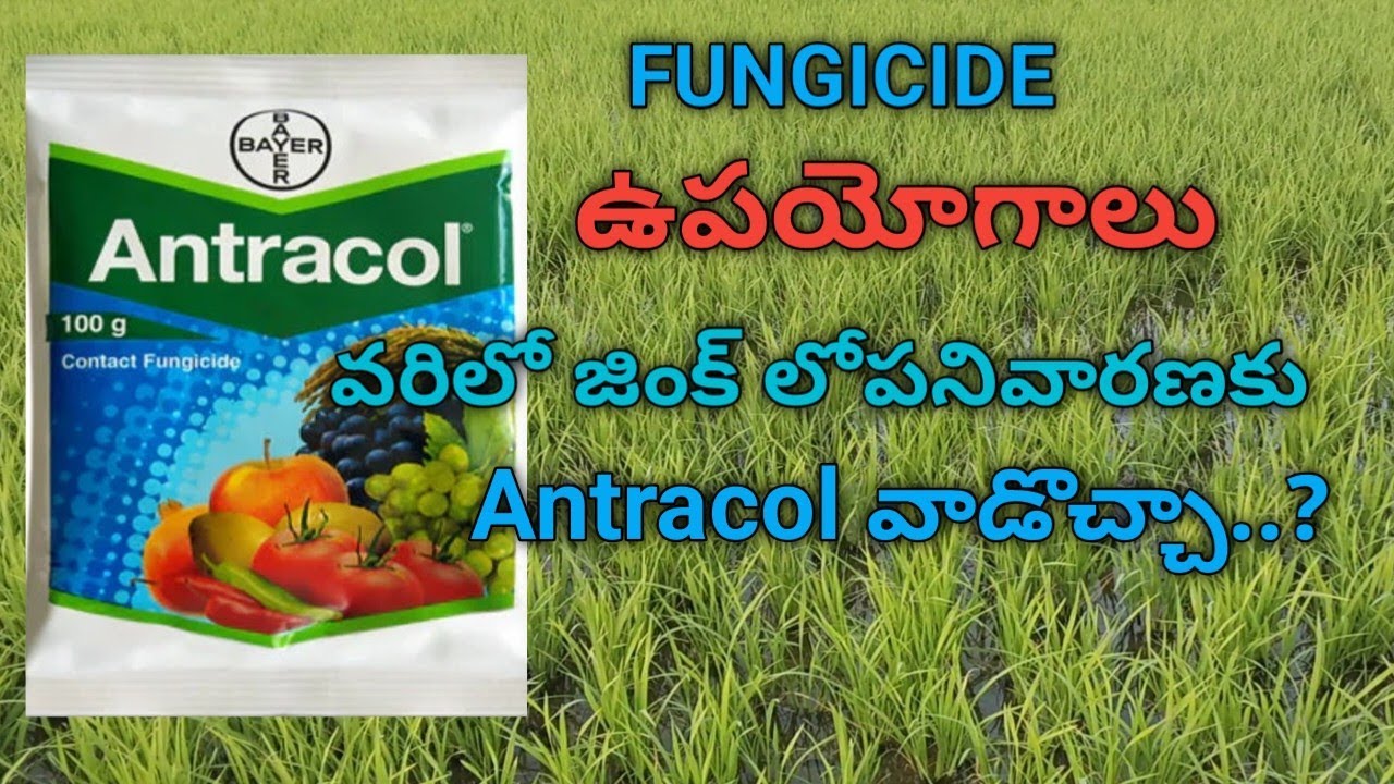 Antracol fungicide (Bayer) ఉపయోగాలు #farming 