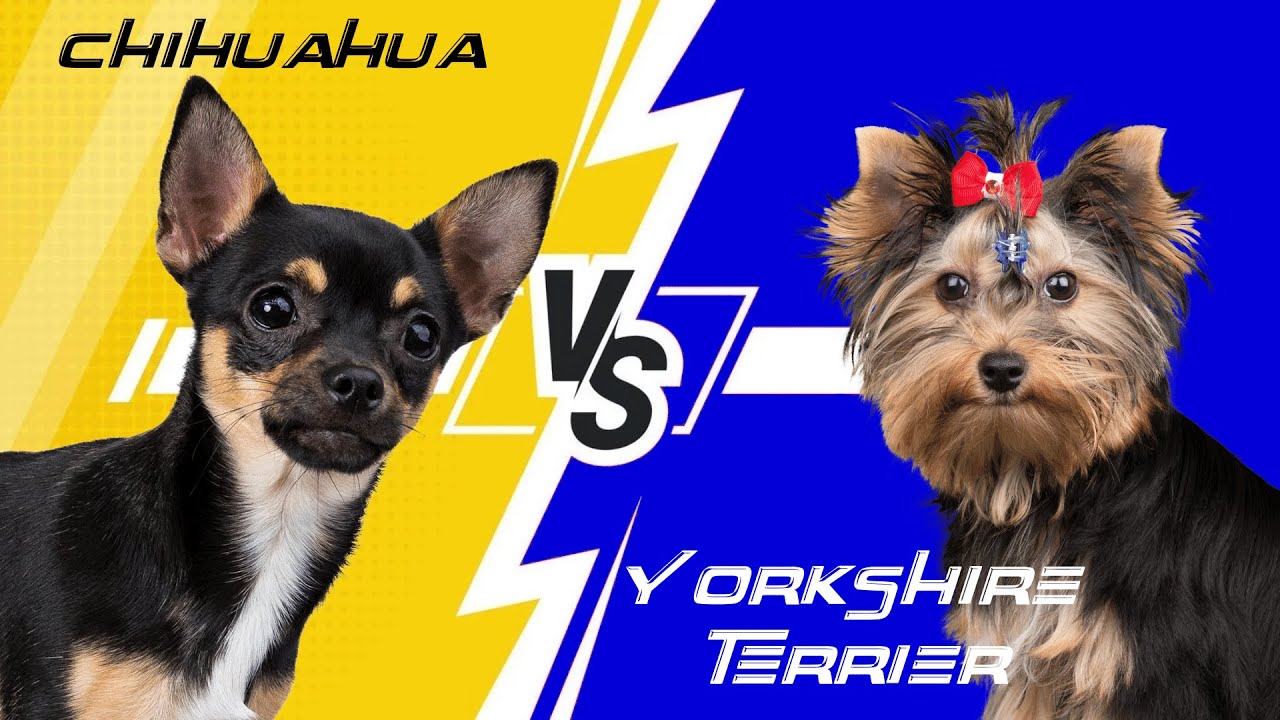 CHIHUAHUA VS YORKSHIRE TERRIER (🥊🐶 ENFRENTADOS)