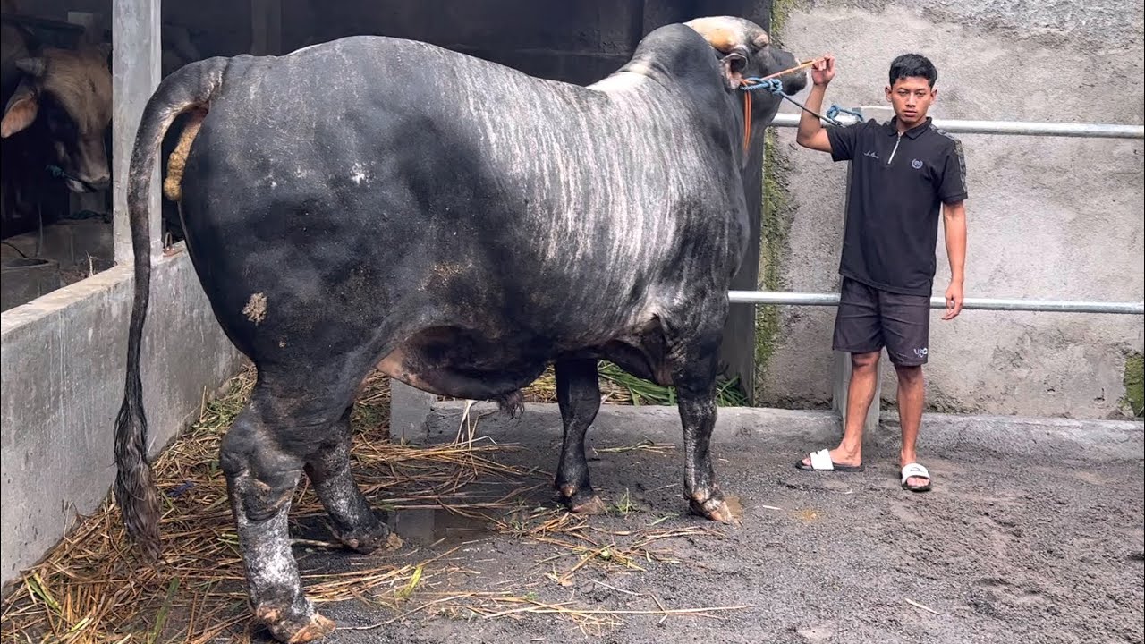 SAPI SUPER HASIL BURUAN LEMBU AJI DARI DESA‼️