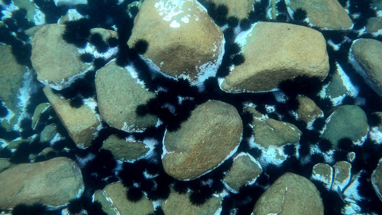 Urchin Crisis in Australia: Sustainable Solutions for Kelp Forests and The Economy