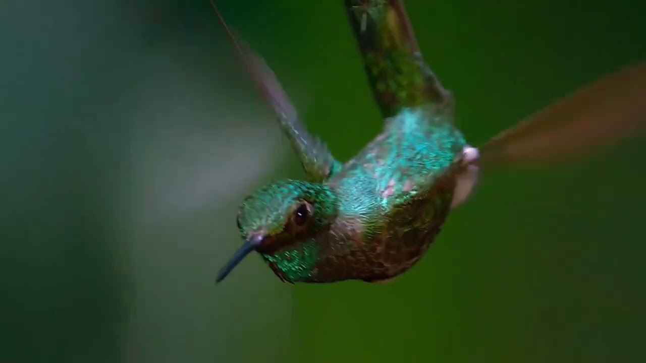 VR Experiences: David Attenborough's Conquest Of The Skies (Victors)