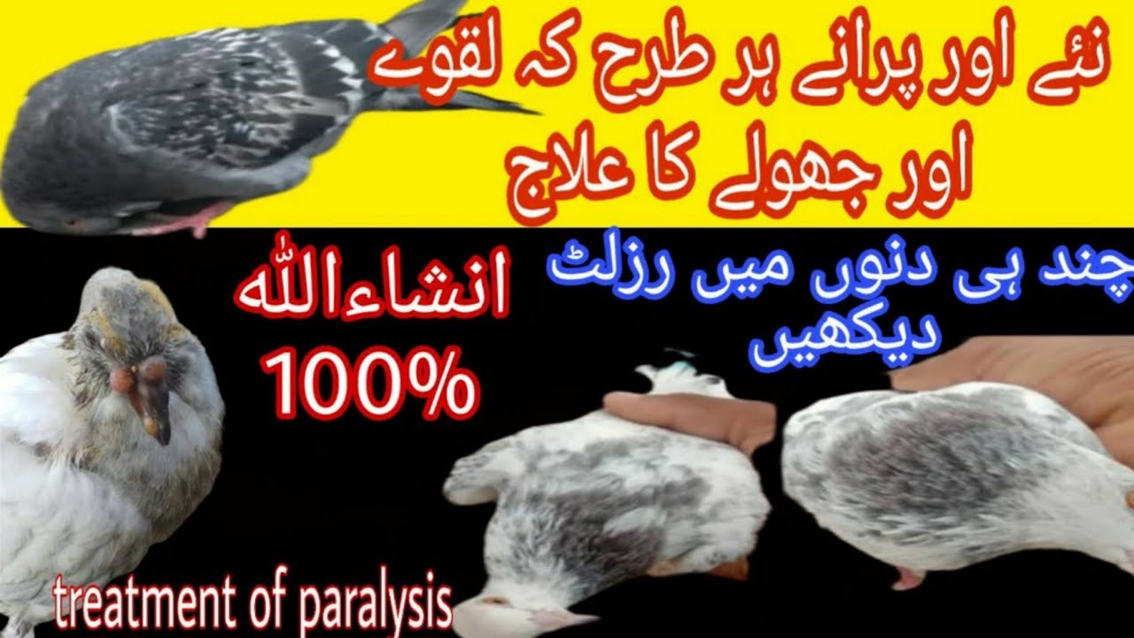 kabutar k laqwa ka 100% elaj || Kabootar k laqwa Or jholy ka ilaj || Best Treatment By Pigeons Roy