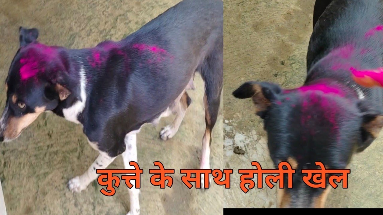 Holi #gaon ka holi#gaon ka live#funny dog#Holi kutton ke sath gaon ka holi
