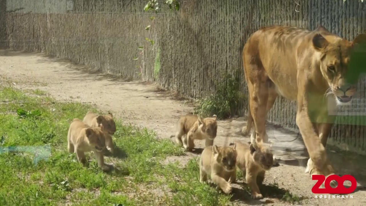 Fem friske løveunger lukkes ud | Copenhagen Zoo