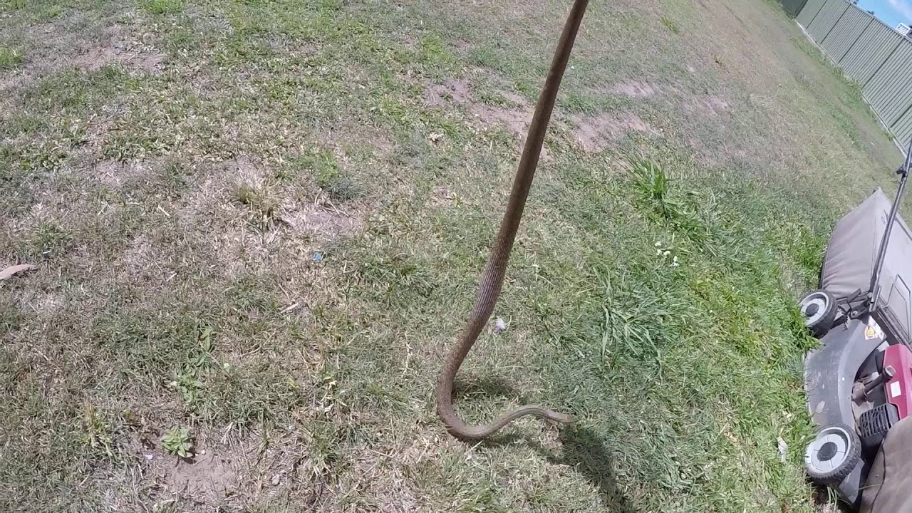EASTERN BROWN SNAKE IN MOUNT WARREN PARK