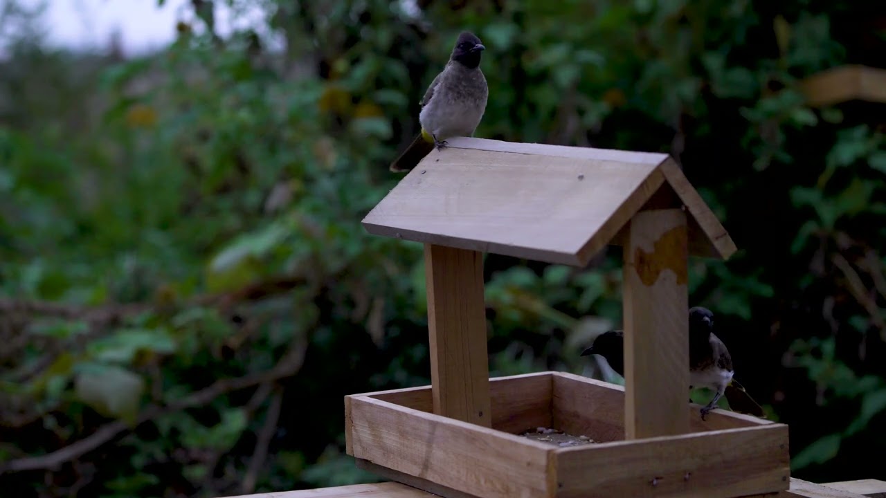 Ultimate CAT TV 🐱📺 - The Ultimate Cat Relaxation Video! Birds for Cats to Binge Watch! 😍