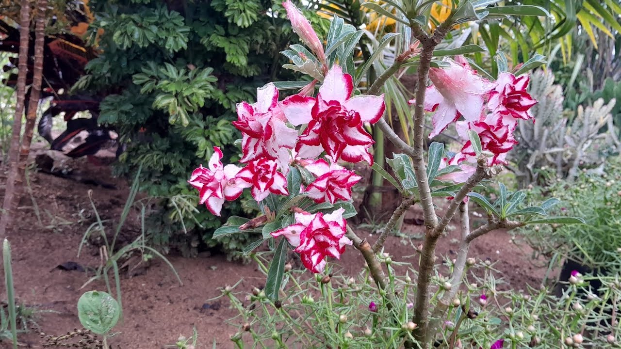Casa em Reforma e Jardim Cheio de Vida! Venha Ver 🌺🌿