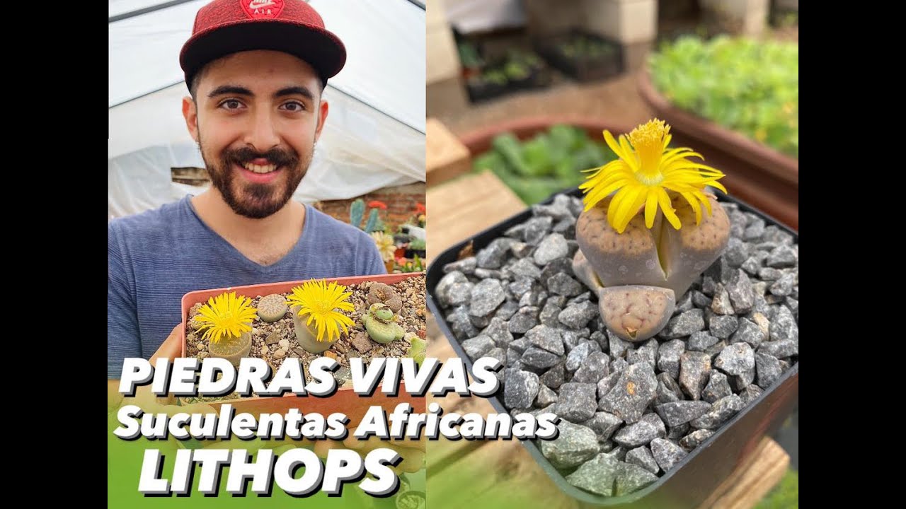 Cómo cuidar tu piedra viva/ lithops -suculenta africana