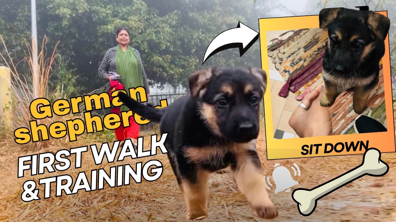 Puppy’s First Adventure 🤩#germanshepherd  First Walk & Training 🔥#germanshepherd #vlog 