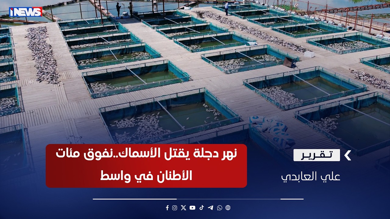 نهر دجلة يقتـــ ـل الأسماك..نفوق مئات الأطنان في واسطتقرير علي العابدي
