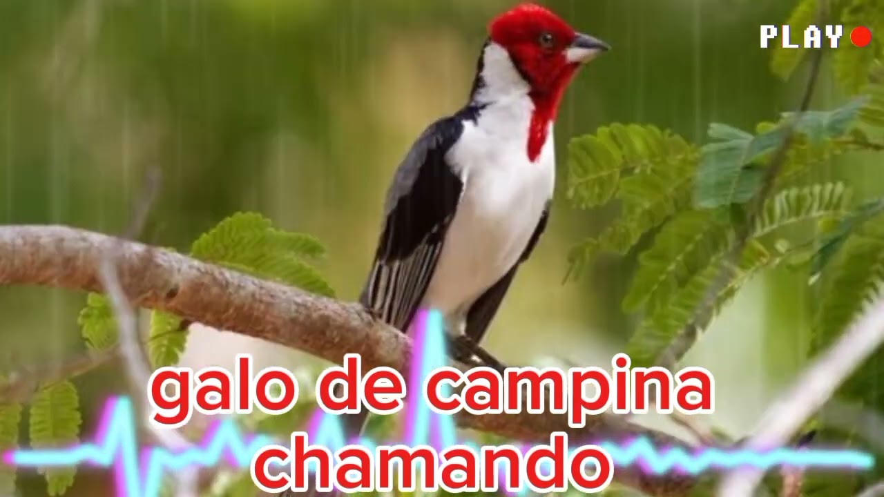 galo de campina chamando o melhor chamando pra atrair os soltos @MELODIASELVAGEM