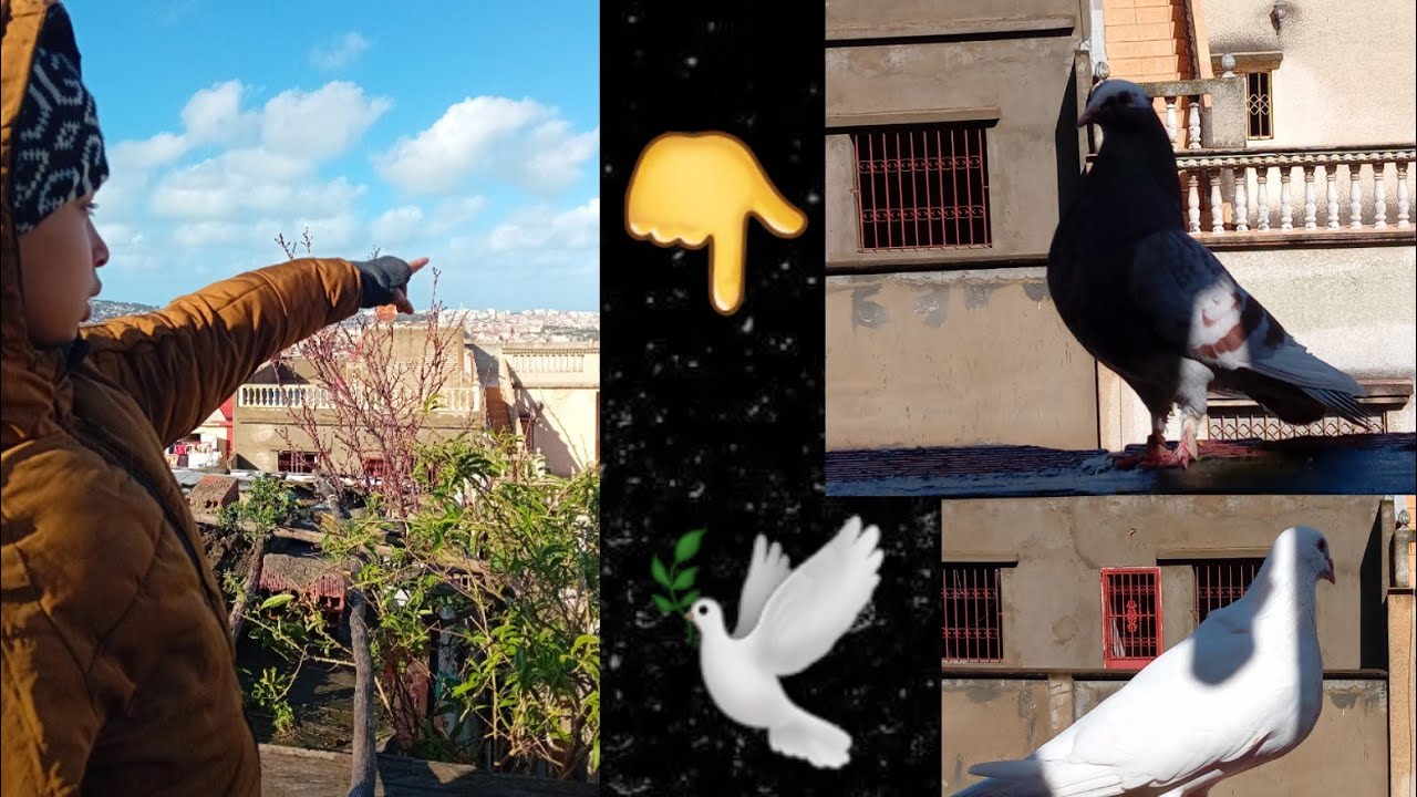 توليعة صباحية 🕊🕊