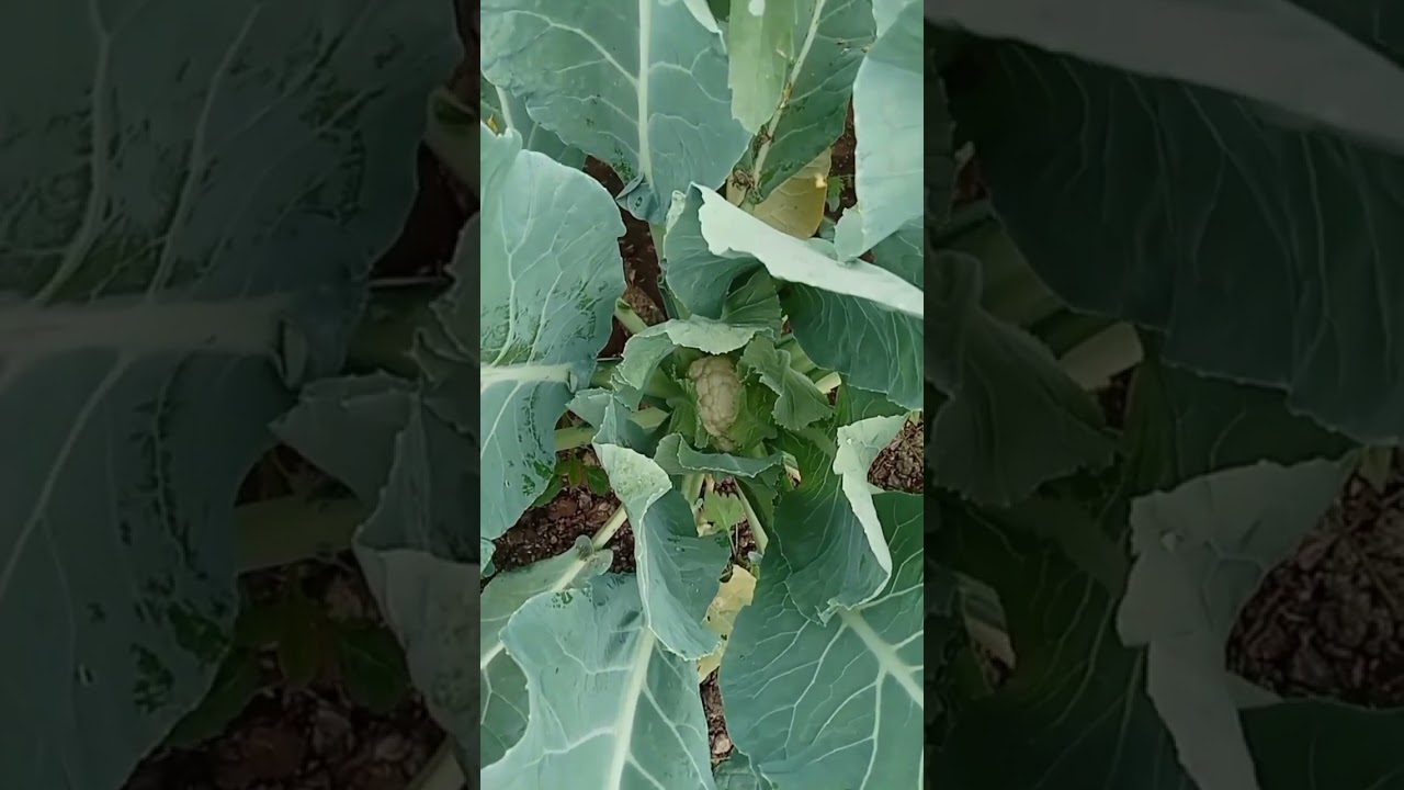 # how to grow cauliflower at home 