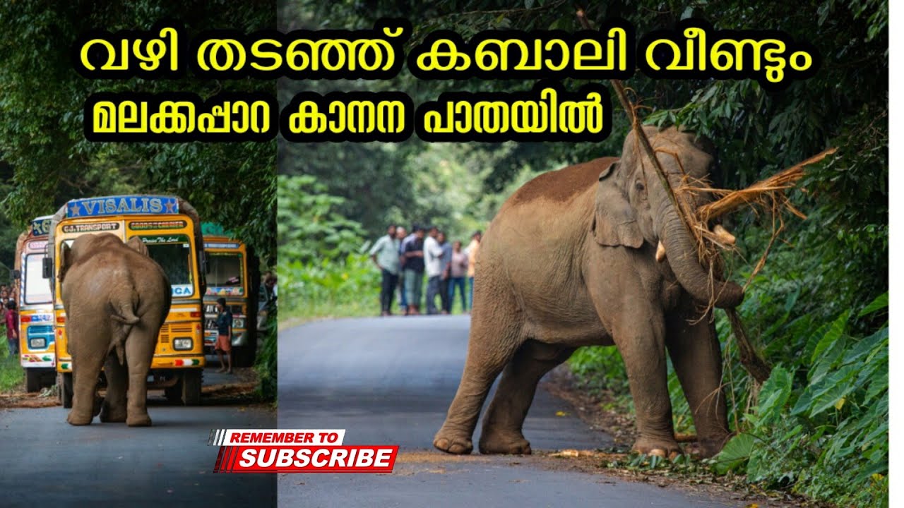 മലക്കപ്പാറ കാനന പാതയിൽ വീണ്ടും കബാലി   | Kabali elephant attack full video#malakkappara
