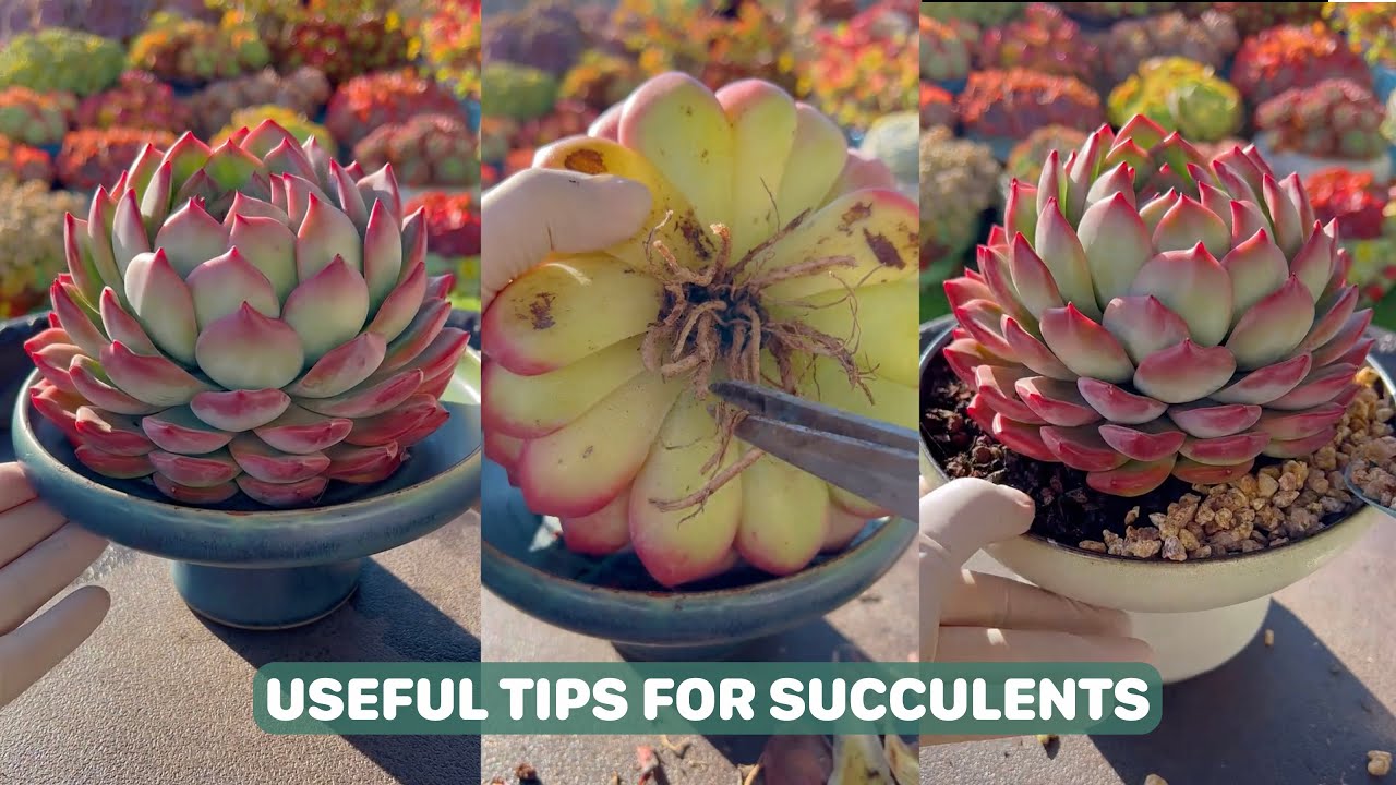 Useful Tips For Succulents - Part 74 | 多肉植物 | 다육이들 | Suculentas