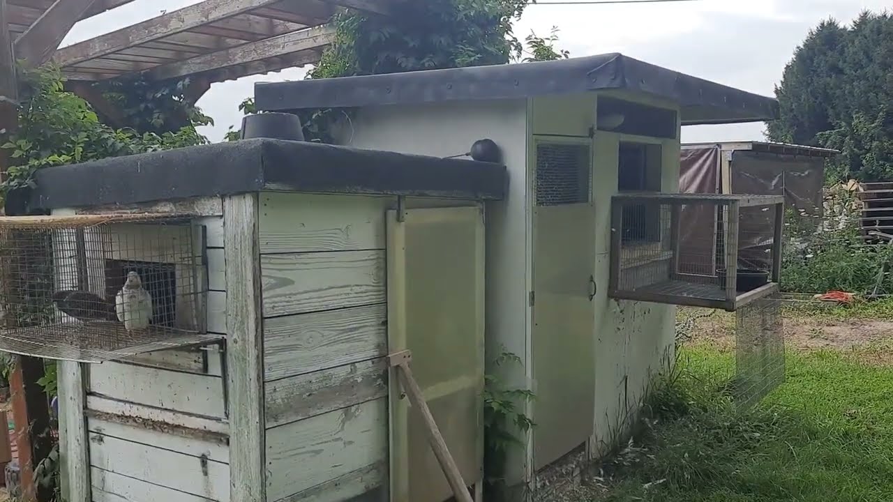 Budapest Highflyers Summer Update 2023 Old & Young birds Flight Training