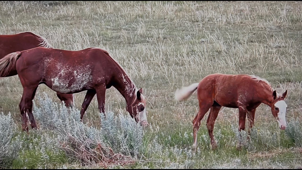 Wild Horses of America S1 Ep 29 Theodore Roosevelt National Park in North Dakota by Karen King