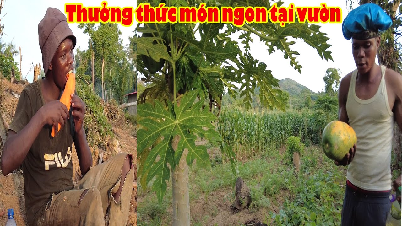 Thưởng thức bữa tiệc trái cây 0 đồng giữa rừng || Tony Phong cuộc sống Châu Phi