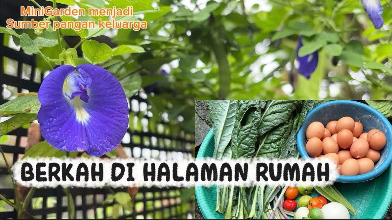 Berkah di halaman rumah / MiniGarden menjadi sumber pangan keluarga #gardening 
