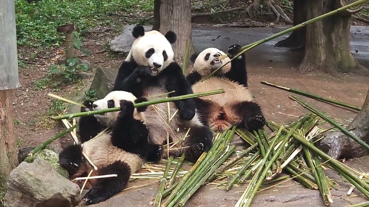 The panda mom and her twin cubs munch on bamboo together, filling air with crisp crunching sounds.