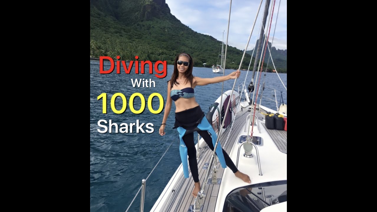 Diving with WALL OF SHARKS| @mjvan