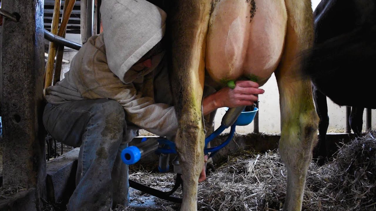 Milking chores at the Fink farm | March 2, 2021