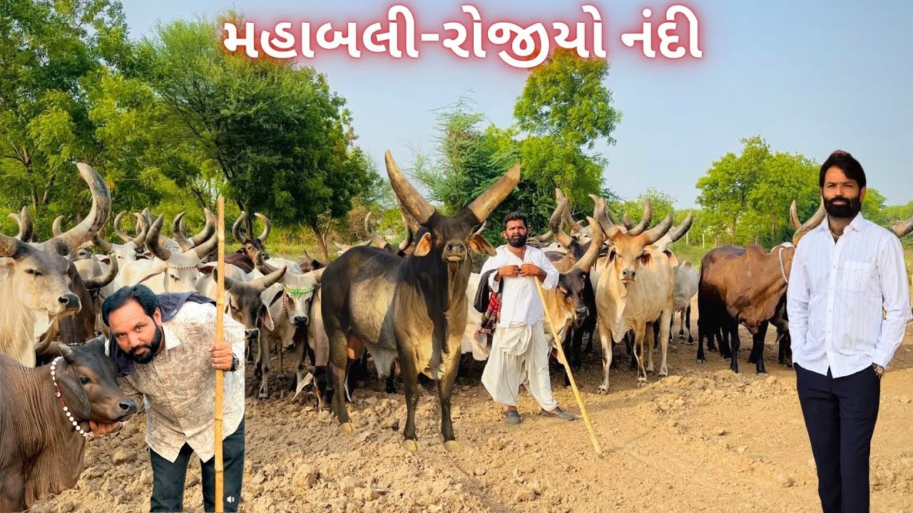ગાય રાખતા હોય તો લાલભાઈની આ વાત જરૂર સાંભળજો 👌🏻😲