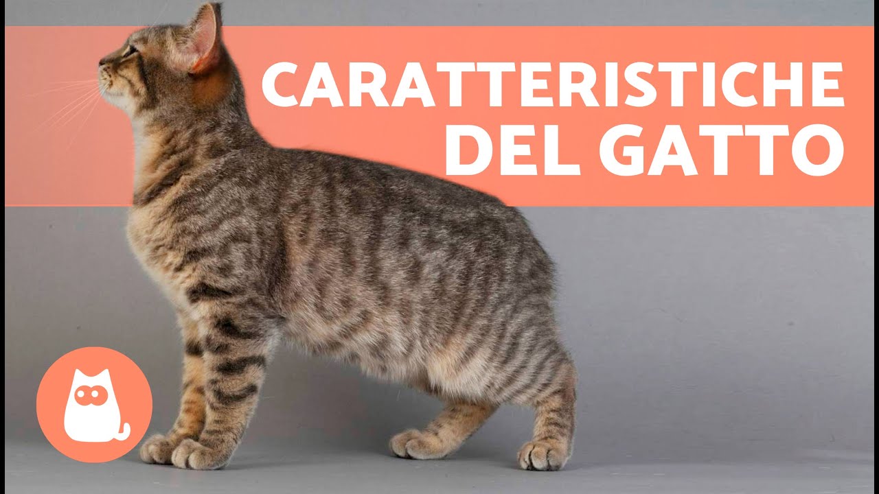 7 CARATTERISTICHE dei GATTI 🐱 (Origine, Caratteristiche Fisiche, Personalit&agrave; e Razze)