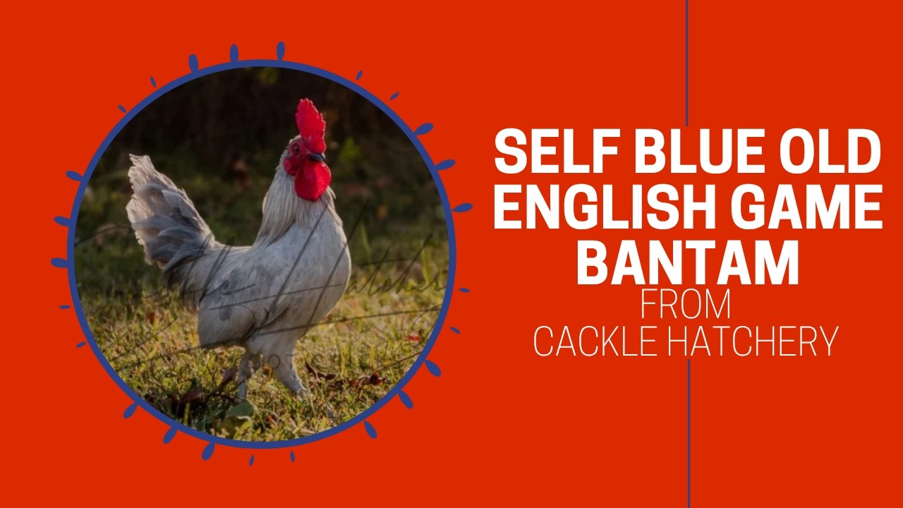 Self Blue Old English Game Bantam Chickens (Breeder Flock) | Cackle Hatchery