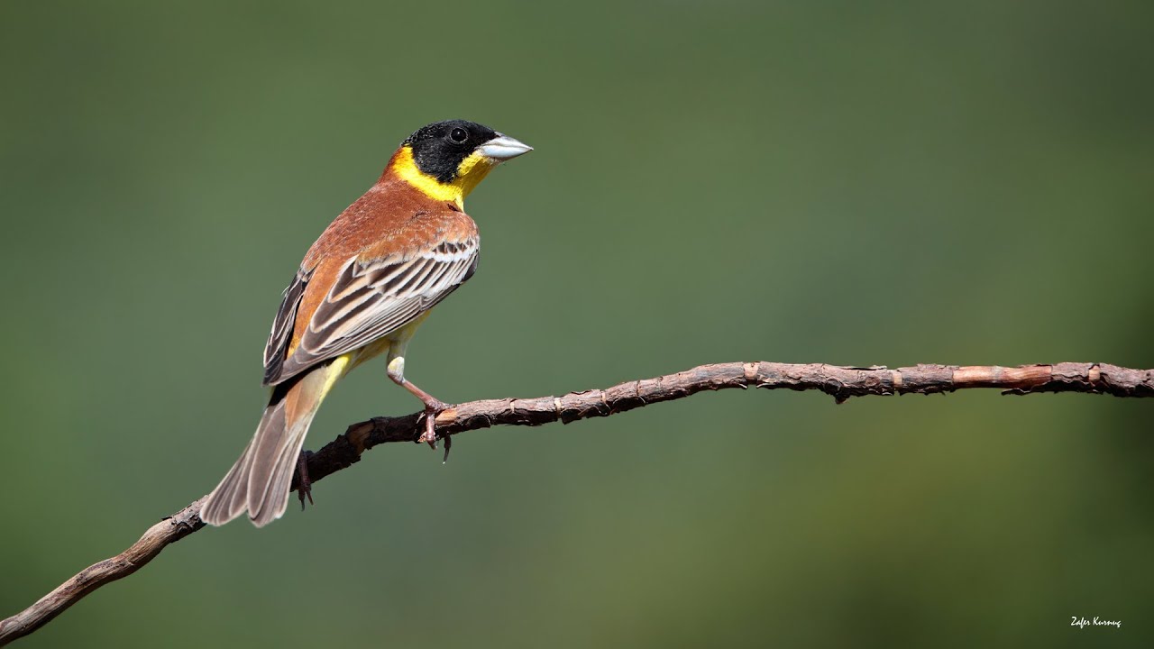 Karabaşlı kirazkuşu [ Black-headed Bunting » Emberiza melanocephala ]